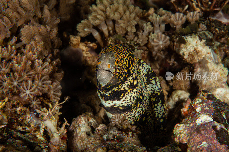 巨型马里鳗鱼(Gymnothorax javanicus)默里